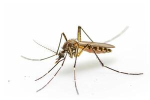 Mosquito on white background photo