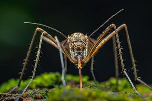 A mosquito with long legs and long antennae photo