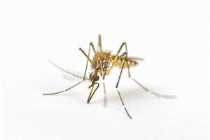 Mosquito bites are a common cause of mosquito bites photo