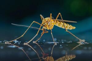 A mosquito with long legs and long legs photo