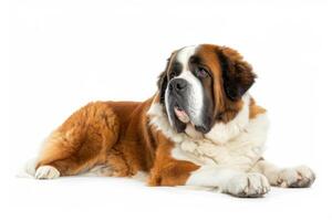 A large brown and white dog laying down photo