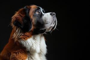 A close up of a dog looking up photo