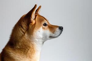 A dog is looking up at something photo