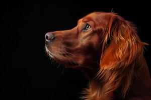 A red dog with long hair on a black background photo