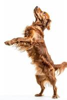 A dog is standing on its hind legs and reaching for a frisbee photo