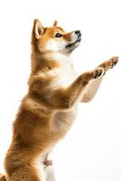 A dog is standing on its hind legs and reaching for something photo