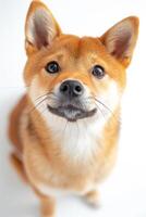 A dog is looking up at the camera photo