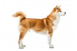 A dog is standing in front of a white background photo