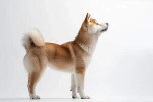 A dog standing on a white background photo