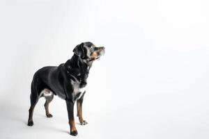 A black and tan dog standing in front of a white background photo