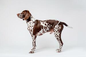A brown and white spotted dog standing on a white background photo