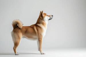A dog standing on a white background photo