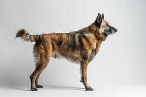 A large dog standing on a white background photo