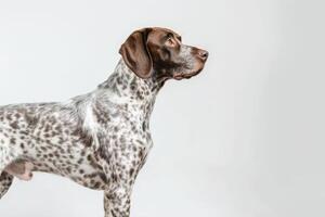 German shorthaired pointer dog standing on white background photo
