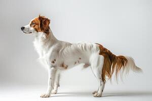 A dog standing on a white background photo