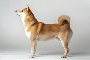 A shiba inu dog standing on a white background photo