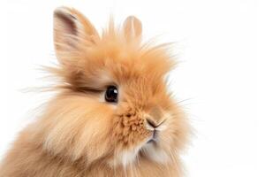A fluffy orange rabbit is looking at the camera photo