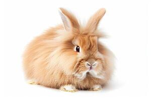 A fluffy orange rabbit is sitting on a white background photo