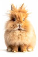 A fluffy orange rabbit sitting on a white background photo