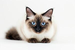 A siamese cat with blue eyes sitting down photo