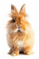 A fluffy orange rabbit sitting on a white background photo