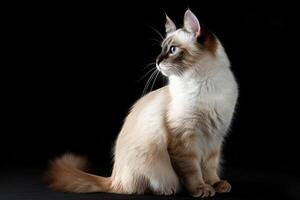 A cat sitting on a black background photo