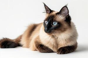 A siamese cat with blue eyes sitting down photo