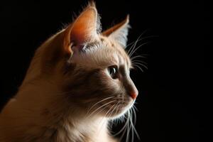 A cat is looking off to the side photo