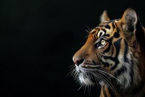 A tiger is looking off to the side photo