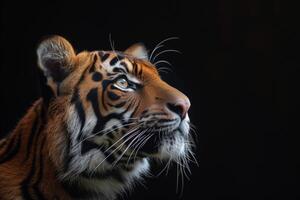 A tiger is looking up at something photo