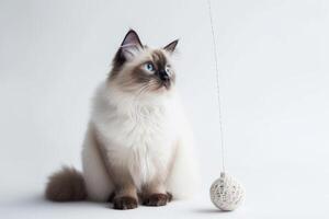 A cat is sitting next to a ball on a white background photo