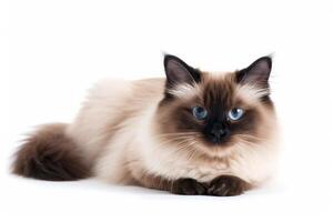 A long haired cat with blue eyes sitting down photo