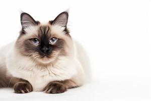 A cat with blue eyes sitting down photo