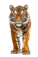 A tiger walking on a white background photo