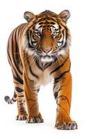 A tiger walking on a white background photo