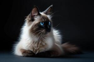 A long haired cat with blue eyes sitting on a black background photo