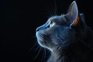 A gray cat with blue eyes looking up photo