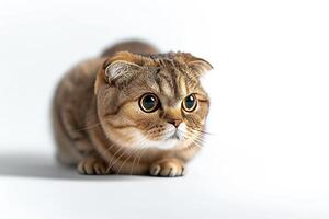 A cat is sitting on a white surface photo