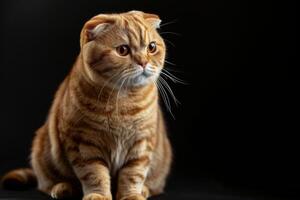 An orange cat sitting on a black background photo