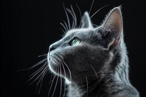 A gray cat is looking up at something photo