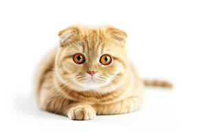 An orange cat with big eyes is looking at the camera photo