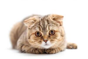 A cat with big eyes looking at the camera photo