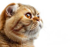 A close up of a cat looking up photo