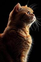 An orange cat is looking up in the dark photo