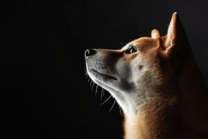 A dog is looking up at something photo