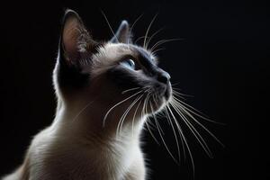 A siamese cat with blue eyes looking up photo