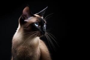 Siamese cat on black background photo