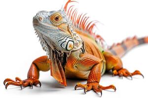 An orange and white iguana is sitting on a white background photo