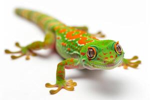 A green and orange geckole on a white background photo