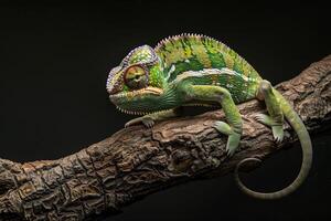 A chameleon sitting on a branch photo